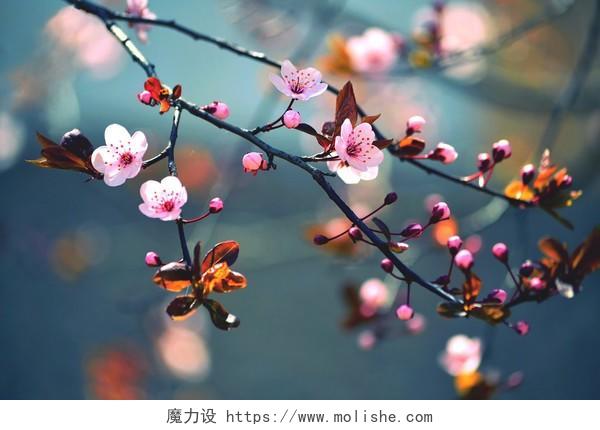 美丽的日本樱花樱花在春天开着花的背景.传统二十四节气24节气春分